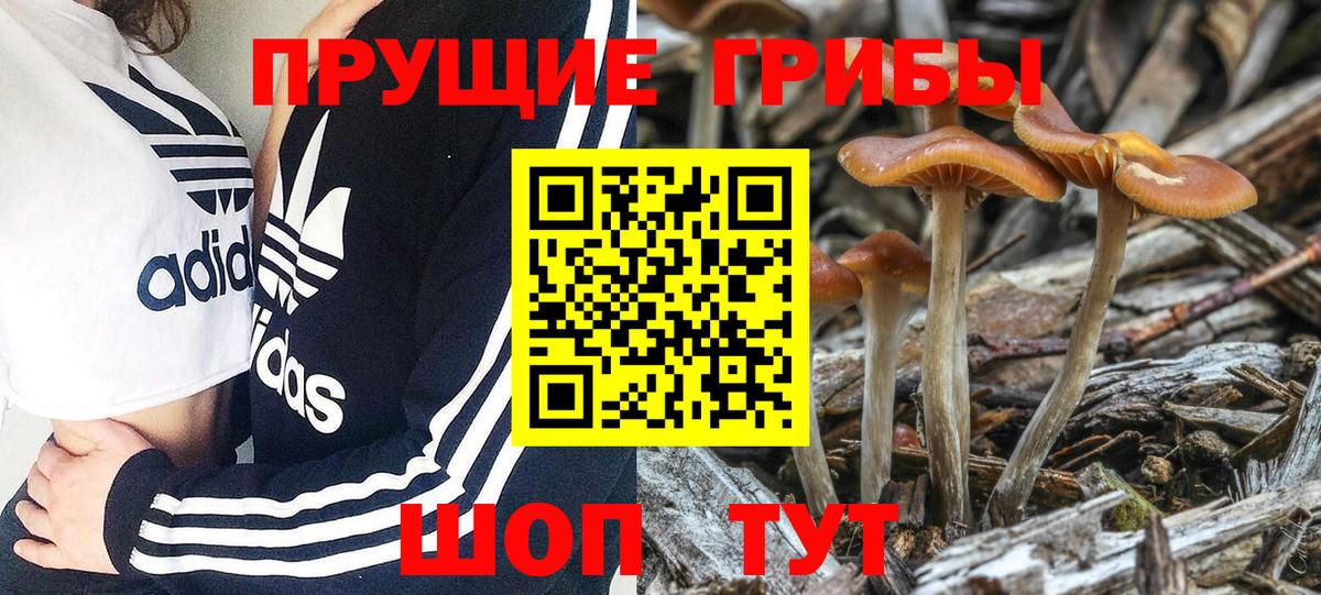Псилоцибиновые грибы Psilocybe Набережные Челны